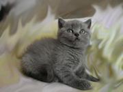Котенок Скоттиш Фолд