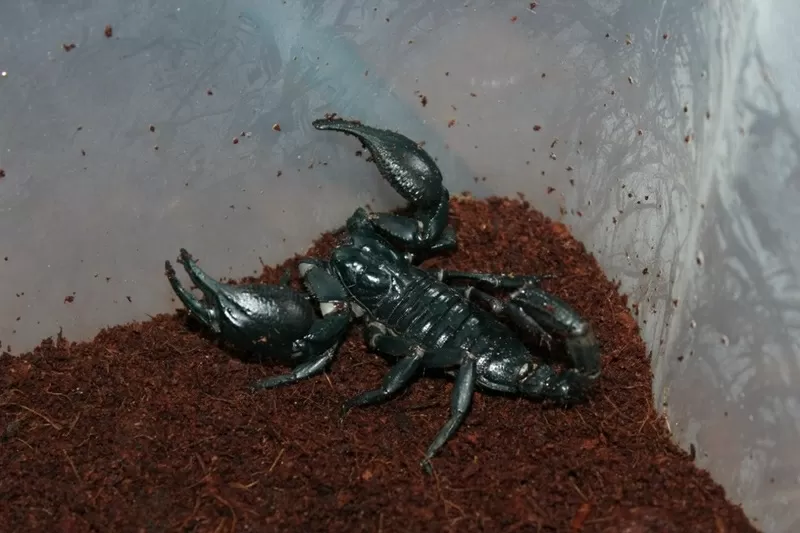 Продам майлайзийских лесных  скорпионов подростков и взрослых особей  