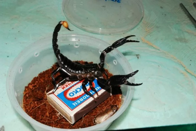 Продам майлайзийских лесных  скорпионов подростков и взрослых особей   2