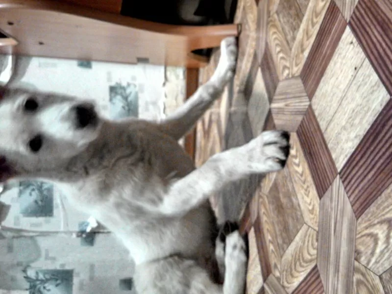 Продам щенка Западно-Сибирской лайки